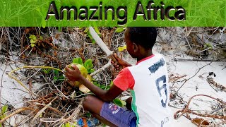 Child's Amazing King Coconut Opening Skills - Support Local Producers