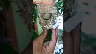 #birdsnest #goodmorning #friends #birds #nature #music #naturelovers #shorts #trending #yt