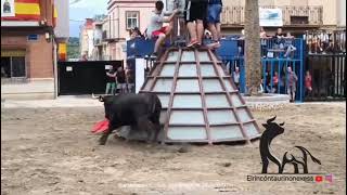 tarde de vacas de Laura parejo en la Llosa 2 de septiembre 2024