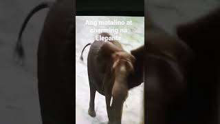 Ang ELEPANTE!  Charming Elephant#animals #loveanimals #shorts  @LCmixvids