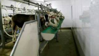 Goat milking Parlour