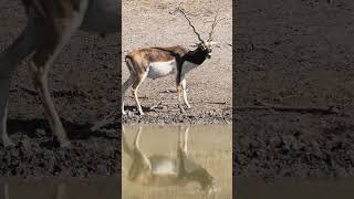 Blackbuck Drinking #shorts