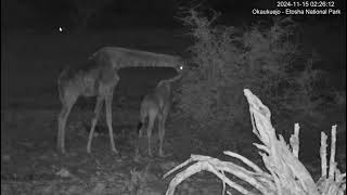 Giraffe cow and calf browsing