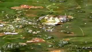 Teichfrosch (Rana esculenta) (HD)