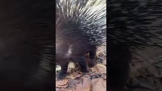 Bonita. No, I didn’t actually get quilled just jokes 😂 #porcupine #animals #cute #quill #trend