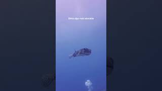 Dime algo más adorable #buceo #submarinismo #bucear