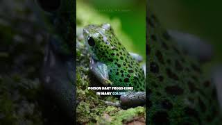 Poison Dart Frog | This Frog Can Kill 10 Men #shorts