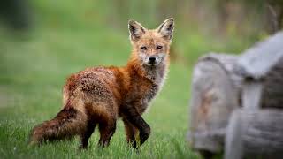 Nella Tana del Fotografo: Catturando la Natura in Immagini