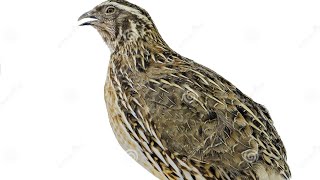 مادی بٹیر کی بہترین بولی/female common quail best voice #quailbirds #quailvoice #quail