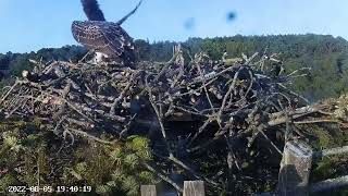 Goshawk attacks Osprey nest at Poole Harbour - 5 aug 2022