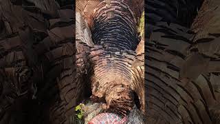 Double Beard Tom, Tagged Out in Virginia #doublebeard #turkeyhunting #longbeard #virginiahunting