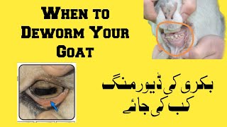 When to Deworm Your Goat in urdu and hindi