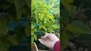 Pinzado a bonsai de morera, vídeo completo en el canal. @Juan_bonsai_Avila  #bonsai