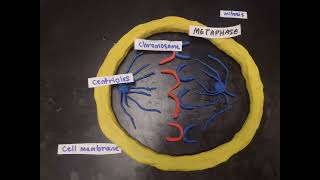 mitosis stop-motion animation