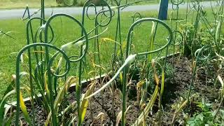 Retired in PA - Garlic Scapes