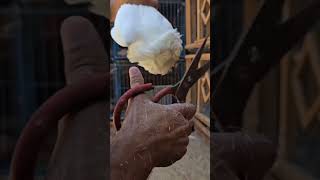 Simple hair cut for fancy pigeon😁😱.pigeon training #pigeons #kabutar #pigeonshorts #trendingshorts