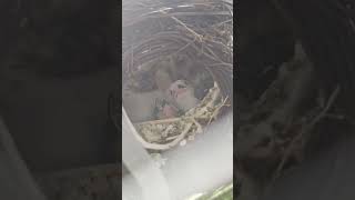 Little zebra finches #birds #goldfinch #love #nature