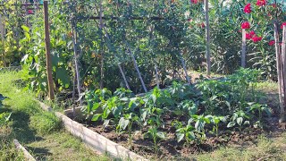 Backyard Gardening.... Harvesting and Cook.. Pinay in France 💕