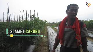 PETANI INSPIRASI SLAMET 'SARUNG' : Asa Budidaya Hortikultura