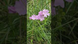 Wildflowers - flori de câmp - flori salbatice - Haymeadow #biodiversity #wildflowers #nolawn