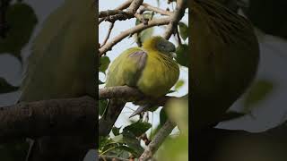 Yellow-footed green pigeon challenges photographer to capture her beautiful eyes #ytshorts #shorts