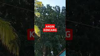 ANGIN KENCANG#BERINGIN PURBA