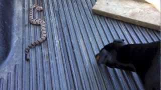 Doberman vs. Rattlesnake....