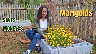 How to Have an Endless Supply of Seeds |Save Your Marigold Seeds