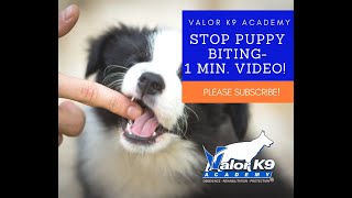 7 Tips to Stop Puppy Biting- 1 Minute Video