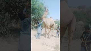 Big camel Very Danger situation 😱😯#short #daily #masti #wildlife