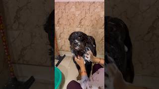 Cutest Rottweiler bath day @ReviewReloaded  #shorts #dog #rottweiler