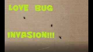 Love Bug Invasion!  Shop Updates 5-7-19