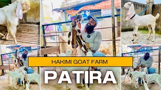 Hakimi Goat Farm Ka Quality Patira & ￼ hyped Setup Bhabra (MP) Alirajpur Goat 🐐