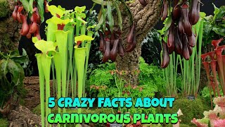 5 Crazy Facts About Carnivorous Plants