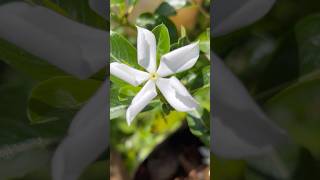 White vinca flowers || Home Gardening | #flowers #gardening #youtubeshorts