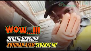 ini rahasianya cara menghilangkan bau kandang ayam | promol 12