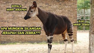 OKAPI YANG SANGAT MIRIP DENGAN JERAPAH DAN ZEBRA #rahasiaalamliar