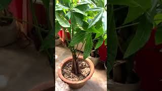 Money tree | pachira | pachira Aquatica plant | lucky plant#shorts