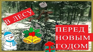 ПРОГУЛКА ПО ЛЕСУ ПЕРЕД НОВЫМ ГОДОМ// НОВОГОДНЕЕ НАСТРОЕНИЕ