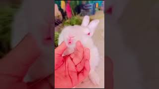 my cute rabbit #cute #turkishangora #summerofshorts   #pakistan #rabbitlifestyle #cat #rabbitfarming