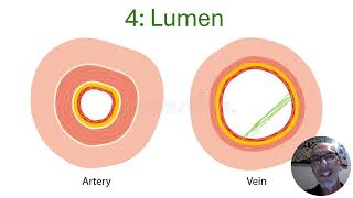 Arteries vs Veins vs Capillaries - VELS Science