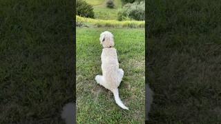 Mother Dog Supervising Her Son #labradoodles