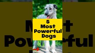 5 Most Powerful Dogs in the World in a unique way #shorts  #doglovers