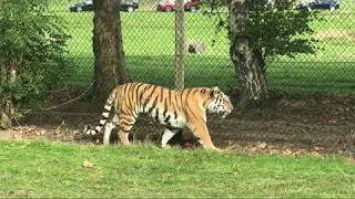 Woburn Drive-through Wildlife Safari, UK