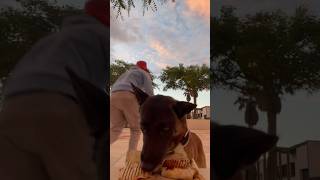 Chi fou mi avec Atom 🐕. #chien #dog #malinois #shorts #drole #video #animaux #humour #viral