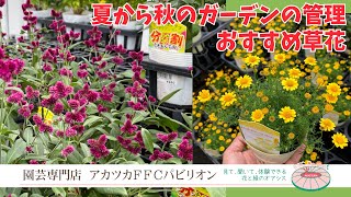 夏から秋のガーデンの管理＆おすすめ草花【園芸専門店アカツカFFCパビリオン】