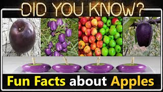 Apples Facts: Top 10 Surprising Facts About Apples You Didn't Know!