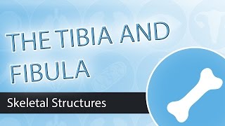 Skeletal Structures- Tibia and Fibula