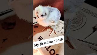 First Dust bath #chicks #adorable #cute #dustbath #twoweekold #slowmotion #polishcrest