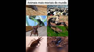 ANIMAIS MAIS MORTAIS DO MUNDO